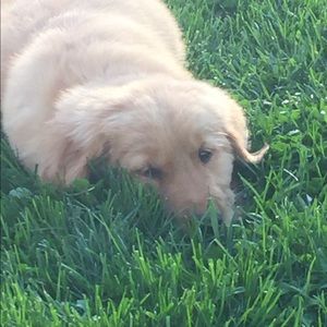 Meet your Posher, Mira